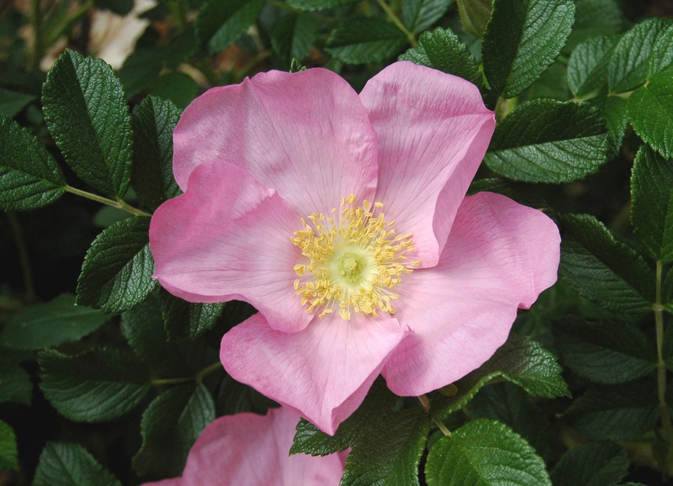 Rosa rugosa 'Dagmar Hastrup'